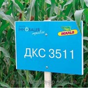 Гибрид кукурузы ДКС-3511 ФАО 330 фотография