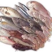 Рыба, морепродукты фото