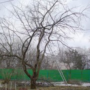 Обрезка старых деревьев фотография
