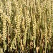 Пшениця озима Ермак фото