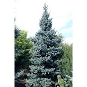 Ель Обыкновенная Picea abies Cranstonii рост 140 – 160 фото