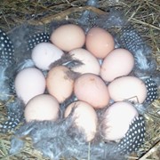 Инкубационное яйцо цесарки серой, белогрудой, пепельной фото