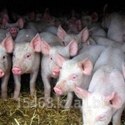 Оценка свиньи