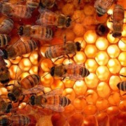 Мед натуральный купить оптом