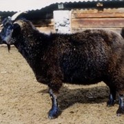 Горно-алтайские козы