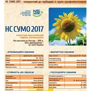 Семена подсолнечника НС Сумо 2 017 Экстра, сербской селекции