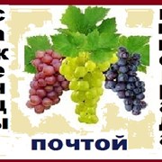 Саженцы винограда 2-х летние-почтой фото