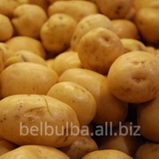Картофель семенной Джувел Элита фотография
