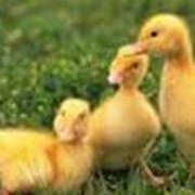 Разведение и реализация гусей фото