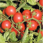 Семена томата Церазо F1 (суперранний, черри) 1000с фото