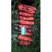 Морковь стандартная фотография