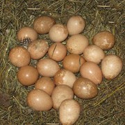 Яйца цесарки фото