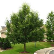 Дуб Quercus Cerris 60-90