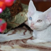 Уникальный разноглазый котенок - белый король, породы девон рекс фото