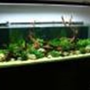 Пресноводный аквариум фото
