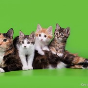 Kuril Bobtail kittens фото