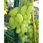 Саженцы винограда столового Тимур фото