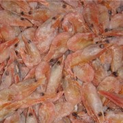 Креветки фото