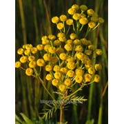 Пижма цветки (Tanacetum vulgare, flos) фотография