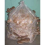 Мешки для выращивания грибов фото