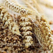 Отруби, из пшеницы, доставка, экспорт, от производителя, Казахстан, Костанай фото