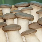 Поставка свежих грибов в рестораны, кафе фотография