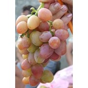 Саженцы винограда ранних сортов упаковка фото