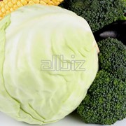 Капуста и другие овощи оптом и крупным оптом