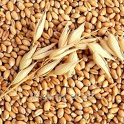 Wheat фото