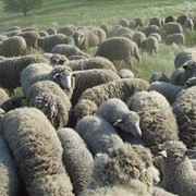 Разведение овец и коз фото