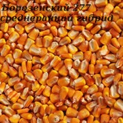 Семена кукурузы Борозенский 277 МВ фото