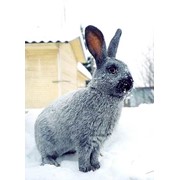 Кролик серебристый фото