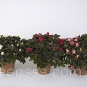 Рододендрон Хельмут Фогель микс -- Rhododendron Hellmut Vogel mixed фотография