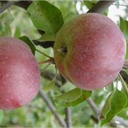 Саженцы яблони Сябрина фото