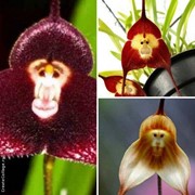 Семена орхидеи с мордочкой обезьяны микс СУПЕР АКЦИЯ 44 грн 30 шт фото