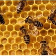 Продажа питательных веществ для пчел