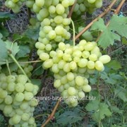 Сорта винограда с мускатным вкусом фото