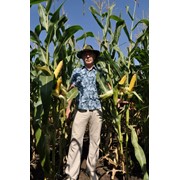 Семена кукурузы Краснодарский 291АМВ фото