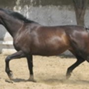 Лошадь верховой породы фото