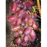 Саженцы винограда Магистр фотография
