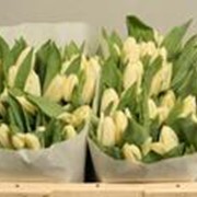 Тюльпаны оптом Сорт Cheers - cream Длина: 38 см Упаковка: 100 шт. фото