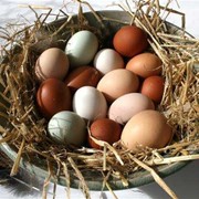 Яйцо столовое, Домашнее куриное яйцо, Экол, Яйца домашние, Яйца, Куринные яйца, Экологические яйца фото