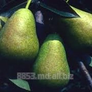 Груши. Продажа фото