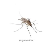 Обработка от комаров в Алматы фото
