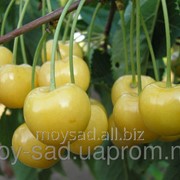 Саженец плодовых ягодных деревьев черешни Дрогана жёлтая фотография