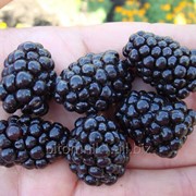 Ежевика Лох тей фото