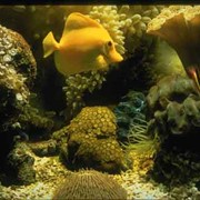 Поддержание биологического равновесия и чистоты в аквариуме фотография