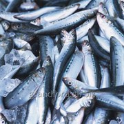 Рыба Салака 12-15 см, солено-мороженная, финская