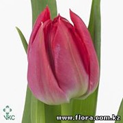 Тюльпан First Price (roza) фото
