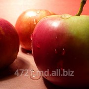 Яблоки голден в Молдове фотография